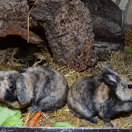 Kofflers-heuriger Gasthof